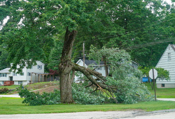  Carrollwood, FL Tree Service Pros